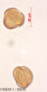 ISEM 1/Salix_elaeagnos_29196/Salix_elaeagnos_29196_0001(copy)_thumb.jpg